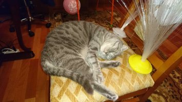 Пользователи сети отпраздновали Всемирный день домашних животных, показав фото своих питомцев