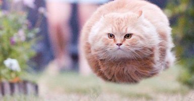 Самый аэродинамичный,летающий кот )