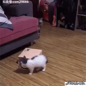 Пакет брать будете?