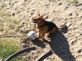 Мой пёс . 12 Лет уже.На фото 8 лет .