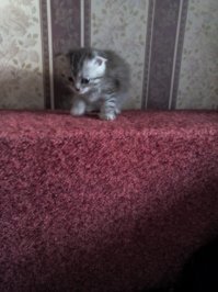 Кот Сильвер