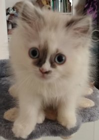 пушистая морда