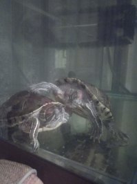 мои зверюги) лет 15 уже со мной) Еще одна не влезла, на островке греется)