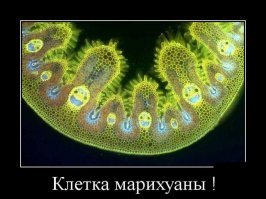 20 фотографий предметов под микроскопом, о которых вы слышали, но никогда не видели так близко