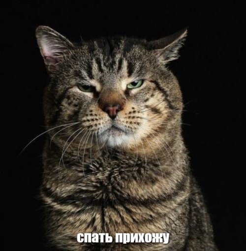 дальневосточной лесной