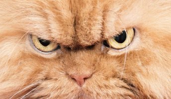 Тайная жизнь домашних животных: скандалы, интриги, расследования