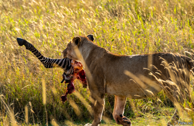 Хорошо рифмуете! Вот вам львица и зебра (частично). Удивите стихосложением, поэтесса!!