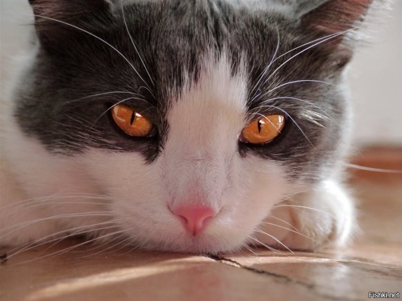 Пнёшь-укушу!!