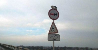 Тайная жизнь домашних животных: скандалы, интриги, расследования