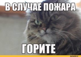 Коты-террористы: усатые, которые умудрились причинить нешуточный ущерб