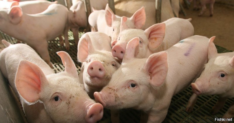 Семена шашлыка.