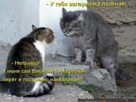 Тайная жизнь домашних животных: скандалы, интриги, расследования