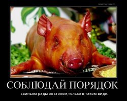 Модный питомец: россияне всерьез заинтересовались мини-хрюшками в преддверии Нового года