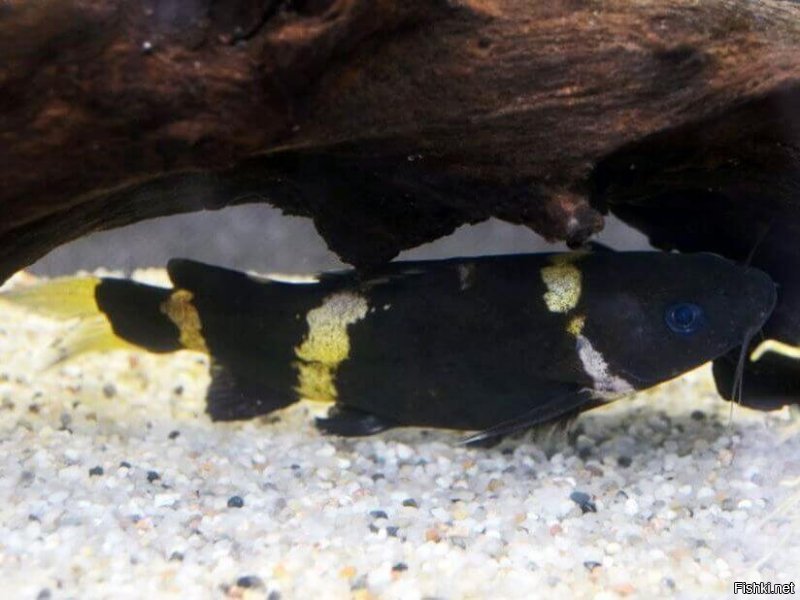 Рыбки аквариумные:
Касатка индийская (мистус)
Касатка сиамская
Касатка чёрная