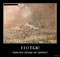 «Ёжик»