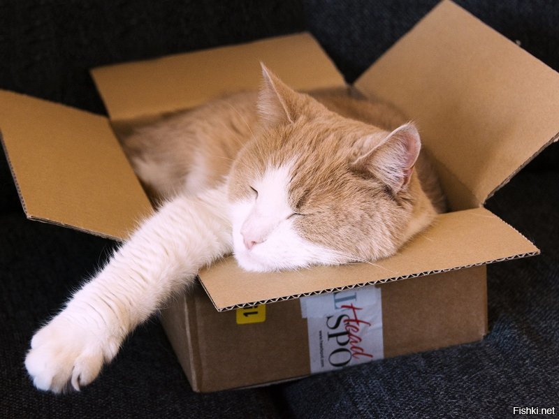 Зато не в кредит!