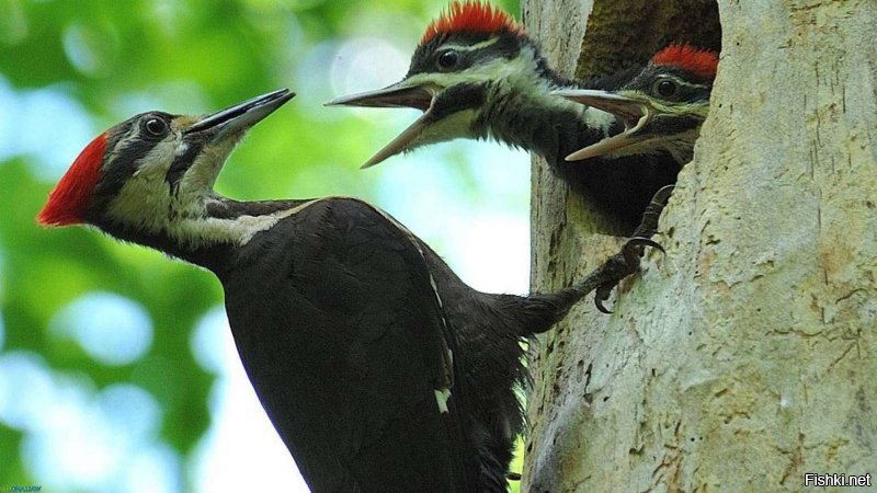 Солянка от 03.12.2018