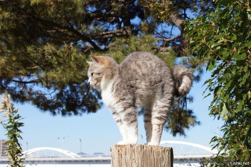 Солянка от 03.12.2018