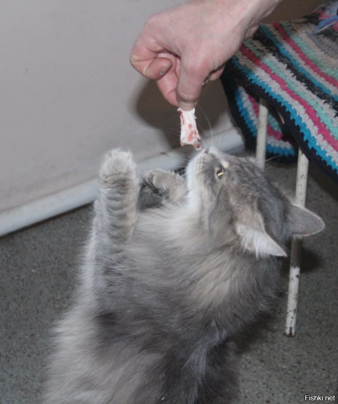 Блин, показалось - моя кошшонка. Ан нет, не моя.