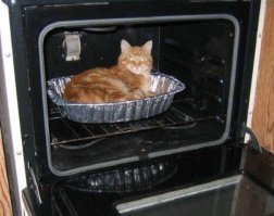 Прикольные и смешные картинки