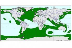 Видно, что знакомы с косатками очень поверхностно. Прикрепил ареал обитания. Среди которых много курортных зон и теплых вод. Поизучайте на досуге. 
В холодных водах было полно случаев встречи в воде и на воде (каяки и прочие лодочки). Чтобы Вы понимали, наличие цели над водой для косаток не проблема (гуглите видео охоты на тюленей на льду, а еще, кстати, выбрасывание на пляжи за добычей). Захотели бы - напали бы, уже было бы сотни свидетельств таких нападений, даже если ограничиться Вашим представлением об их среде. На Аляске постоянно встречаются, там очень популярно на каяках рассекать по водной глади.    
Поэтому все же это про ум, а про "вероятности" встречи.