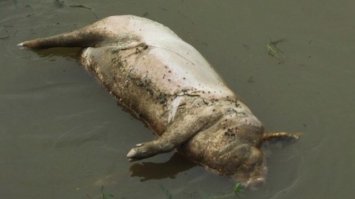 Если только так