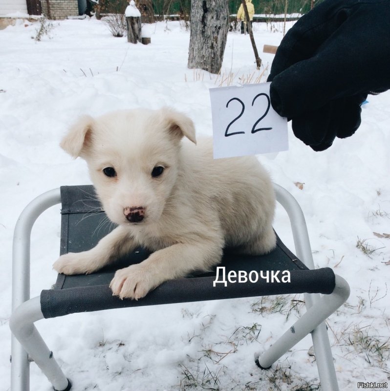 Его зовут Роман Афонькин

Просит максимальный репост среди жителей Рязани и окрестностей. 

Друзья, сегодня со мной случилась история, которая требует внимания!
Утром заехал в лес в районе КП Снегири за материалом для нашей мастерской. Там меня ждала моя судьба:) Внимание, 20 (!!!) брошеных щенков! 19 из них возраст 1-1,5 месяца, 1 девочка возраст 4-5 месяцев (возраст условный, не разбираюсь). Старшая сестрица их усердно охраняла, облаяла меня и прикрывала их собой:) У меня не было выбора. Посадил я этих зайцев в багажник и привёз домой. На крыльце бани из огромной коробки соорудил им общежитие. В одно мгновение наш дом превратился в приют для собак. Как вы понимаете, без вас нам не обойтись!

Нужна следующая помощь:
- как минимум максимальный репост среди жителей Рязани и окрестностей
- забрать себе щенка или несколько
- забрать часть щенков и помочь найти им дом
- подсказать контакты приютов в Рязани, которые безвозмездно примут на передержку и помогут найти дом.

Мои контакты - Роман т. 8-910-561-70-53, можно писать в ВК, мы живём в с. Агро-Пустынь, Рязанский район. Щенков можем привезти в Рязань.
P.S. Щенки дворняги, у них был дом, так как малыши очень упитанные. Желаю людям, которые ничего умнее не придумали, чем вывезти зимой в метель их в лес, достойно перенести предстоящие испытания в их дальнейших жизнях!
