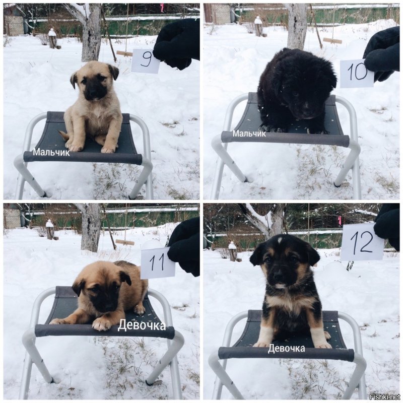 Его зовут Роман Афонькин

Просит максимальный репост среди жителей Рязани и окрестностей. 

Друзья, сегодня со мной случилась история, которая требует внимания!
Утром заехал в лес в районе КП Снегири за материалом для нашей мастерской. Там меня ждала моя судьба:) Внимание, 20 (!!!) брошеных щенков! 19 из них возраст 1-1,5 месяца, 1 девочка возраст 4-5 месяцев (возраст условный, не разбираюсь). Старшая сестрица их усердно охраняла, облаяла меня и прикрывала их собой:) У меня не было выбора. Посадил я этих зайцев в багажник и привёз домой. На крыльце бани из огромной коробки соорудил им общежитие. В одно мгновение наш дом превратился в приют для собак. Как вы понимаете, без вас нам не обойтись!

Нужна следующая помощь:
- как минимум максимальный репост среди жителей Рязани и окрестностей
- забрать себе щенка или несколько
- забрать часть щенков и помочь найти им дом
- подсказать контакты приютов в Рязани, которые безвозмездно примут на передержку и помогут найти дом.

Мои контакты - Роман т. 8-910-561-70-53, можно писать в ВК, мы живём в с. Агро-Пустынь, Рязанский район. Щенков можем привезти в Рязань.
P.S. Щенки дворняги, у них был дом, так как малыши очень упитанные. Желаю людям, которые ничего умнее не придумали, чем вывезти зимой в метель их в лес, достойно перенести предстоящие испытания в их дальнейших жизнях!