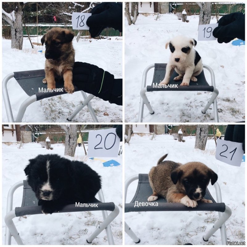 Его зовут Роман Афонькин

Просит максимальный репост среди жителей Рязани и окрестностей. 

Друзья, сегодня со мной случилась история, которая требует внимания!
Утром заехал в лес в районе КП Снегири за материалом для нашей мастерской. Там меня ждала моя судьба:) Внимание, 20 (!!!) брошеных щенков! 19 из них возраст 1-1,5 месяца, 1 девочка возраст 4-5 месяцев (возраст условный, не разбираюсь). Старшая сестрица их усердно охраняла, облаяла меня и прикрывала их собой:) У меня не было выбора. Посадил я этих зайцев в багажник и привёз домой. На крыльце бани из огромной коробки соорудил им общежитие. В одно мгновение наш дом превратился в приют для собак. Как вы понимаете, без вас нам не обойтись!

Нужна следующая помощь:
- как минимум максимальный репост среди жителей Рязани и окрестностей
- забрать себе щенка или несколько
- забрать часть щенков и помочь найти им дом
- подсказать контакты приютов в Рязани, которые безвозмездно примут на передержку и помогут найти дом.

Мои контакты - Роман т. 8-910-561-70-53, можно писать в ВК, мы живём в с. Агро-Пустынь, Рязанский район. Щенков можем привезти в Рязань.
P.S. Щенки дворняги, у них был дом, так как малыши очень упитанные. Желаю людям, которые ничего умнее не придумали, чем вывезти зимой в метель их в лес, достойно перенести предстоящие испытания в их дальнейших жизнях!