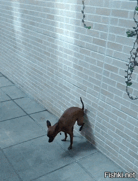 А мы какаем вот так!!!!