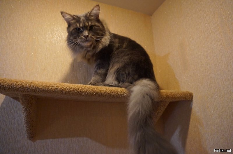 А моему и одной под потолком достаточно. Мы не жадные)))