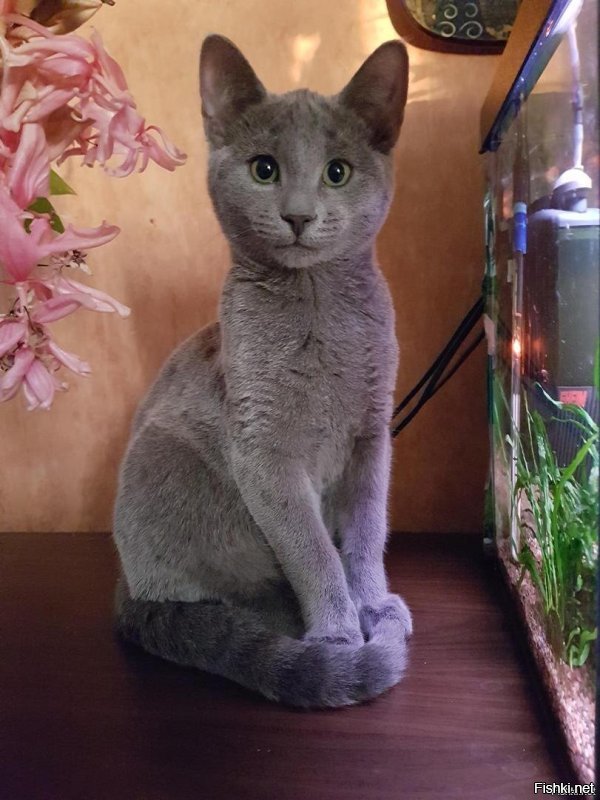 Соблазнённый.