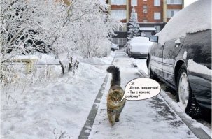 Очень колоритные уличные коты