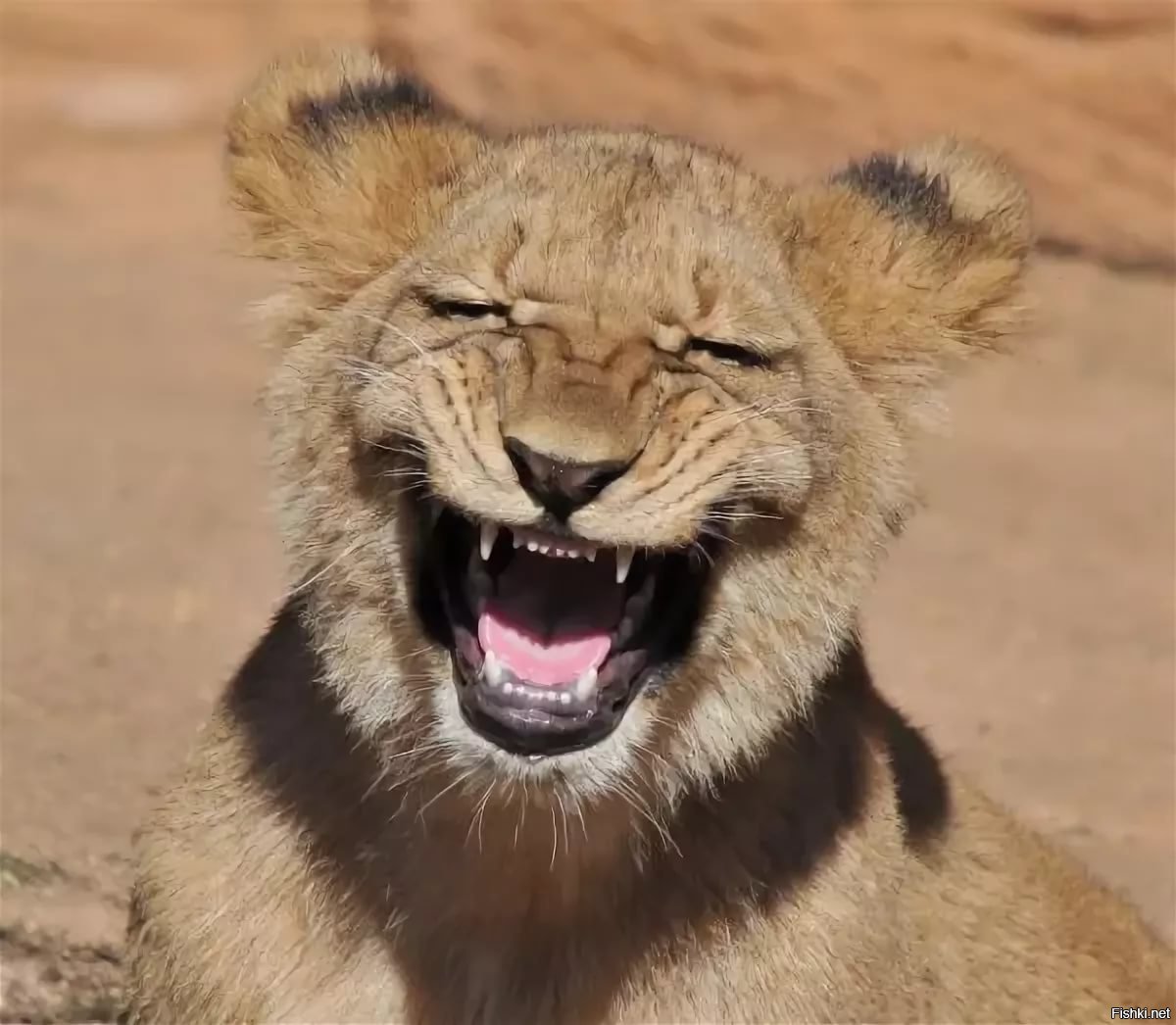 Покажи улыбающихся зверей. Животные смеются. Улыбки животных смешные. Львица улыбается. Львенок улыбается.