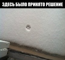 Реакция домашних уток на первый снег