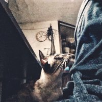 Кошка решила проверить, чего я тут ржу.