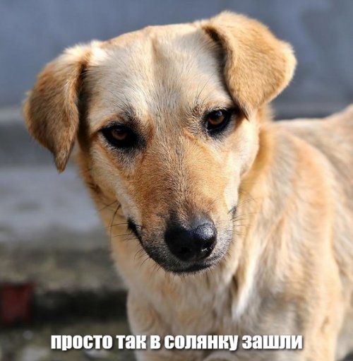 Солянка от 04.12.2018