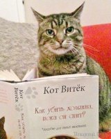 Этот кот обожает переодевания, и восхитителен в любых образах