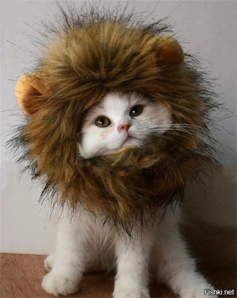 Когда мнишь себя львом,а тебя наряжают во всякую ..йню.