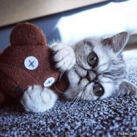 Шпион, выйди вон