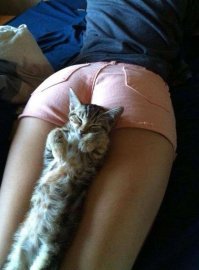 Лучше, чем котики