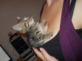 Лучше, чем котики