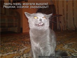 Лучше, чем котики
