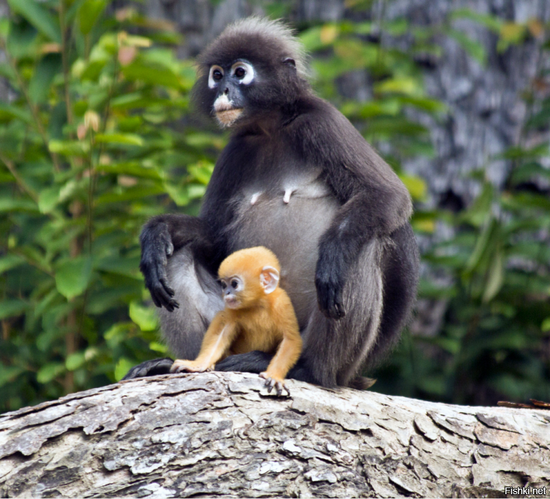 Dusky Leaf Monkey