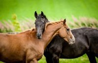 коты это не мода, коты - ну они супер
ну как можно быть равнодушным, когда тебе на подушку с утра твоя кошатина жабу или птичку или крысу приносит?
это мило :)

ну и их реакция (на звук открываещегося холодильника) это то же дорого стоит 

круче котиков (и песиков) могут быть только лошадки