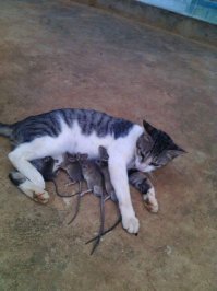 вот уж удивили!
кормящего кота вижу впервые! автор, ты бы ему, в фш, бубенцы бы потёр
что-ли..