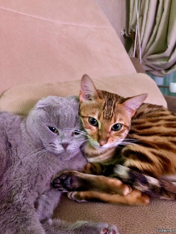 ...наблюдатели :)