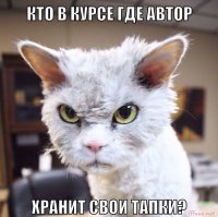 Лучше, чем котики