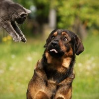 20 фотографий, которые доведут до сильного приступа умиления