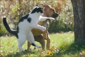 20 фотографий, которые доведут до сильного приступа умиления